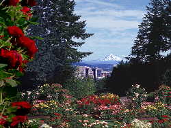 Portland, Rose Garden, Mt Hood, Red , flower