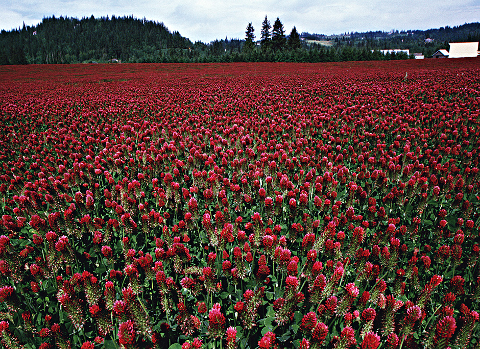 Crimson Clover field in a Tualatin farm