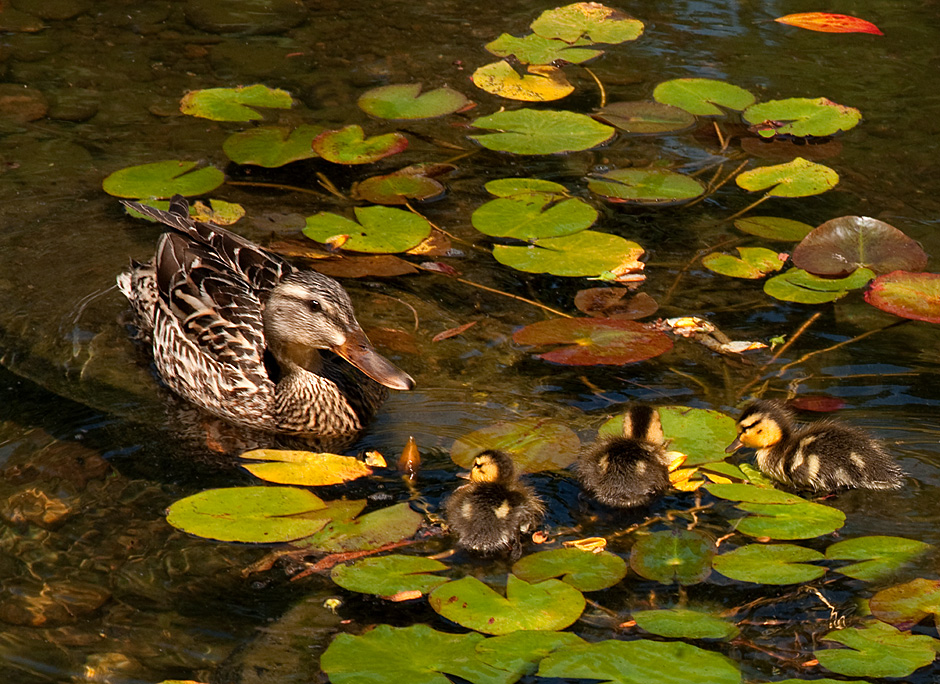 Duckling hatch at the Lan Su Chinese Garden on Lake Zither