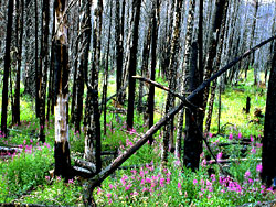 wild fireweed rebuilds the woods after fire