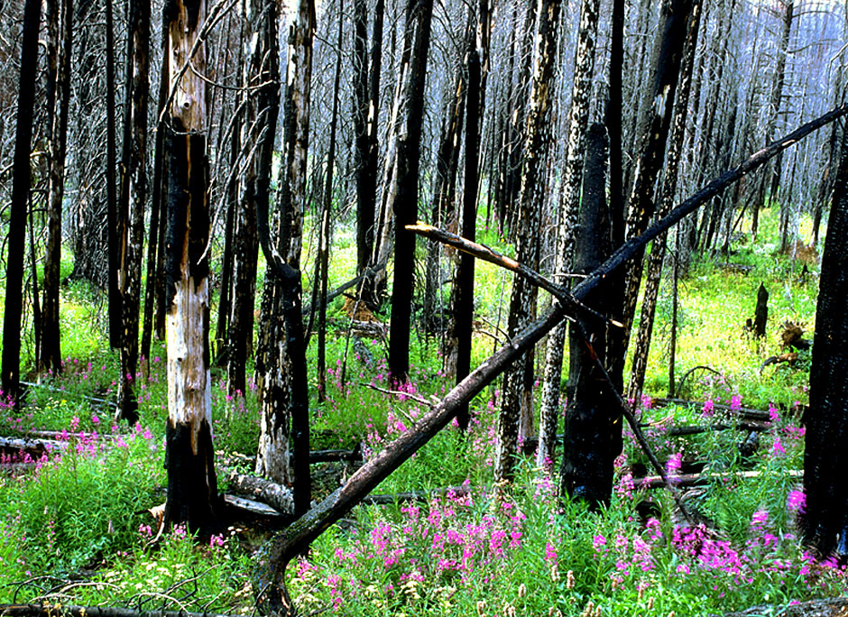 Hell's Canyon picture - wild fireweed rebuilds the woods after fire