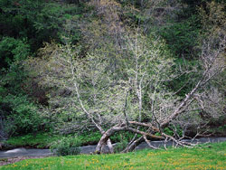 Little Sheep Creek spawns a tree that must bend and adapt