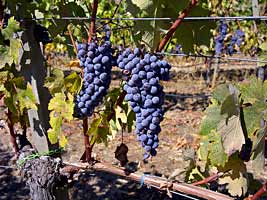 Nebbiolo wine grapes - Weisinger Vineyard
