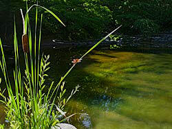 Lithia Park Cattail and orange Dragonfly
