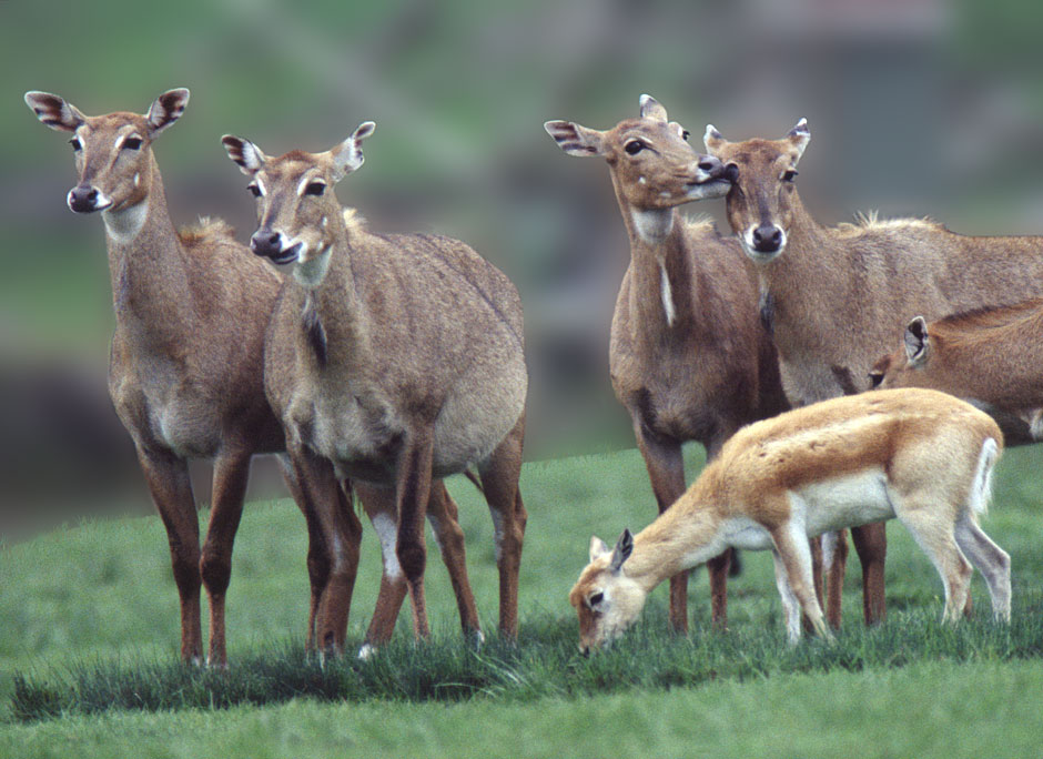Buy this Winston Wildlife Safari-Nilgai-South African Antelope picture