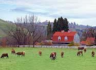 Red barn and cattle at Glide Oregon
