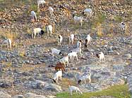 Goats on the Banks of the North Umpqua River