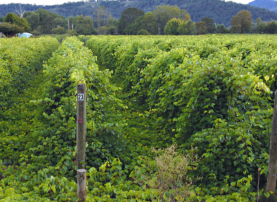 Buy this Grape Vineyard by Singleton Park picture