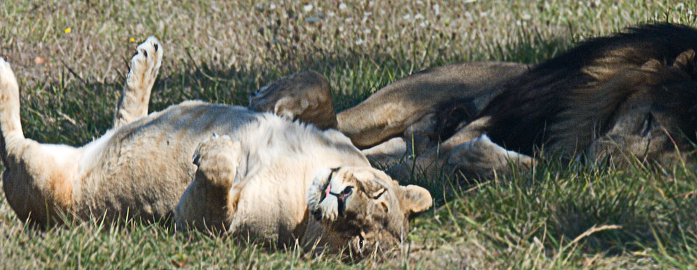Buy this Winston Wildlife Safari lions picture