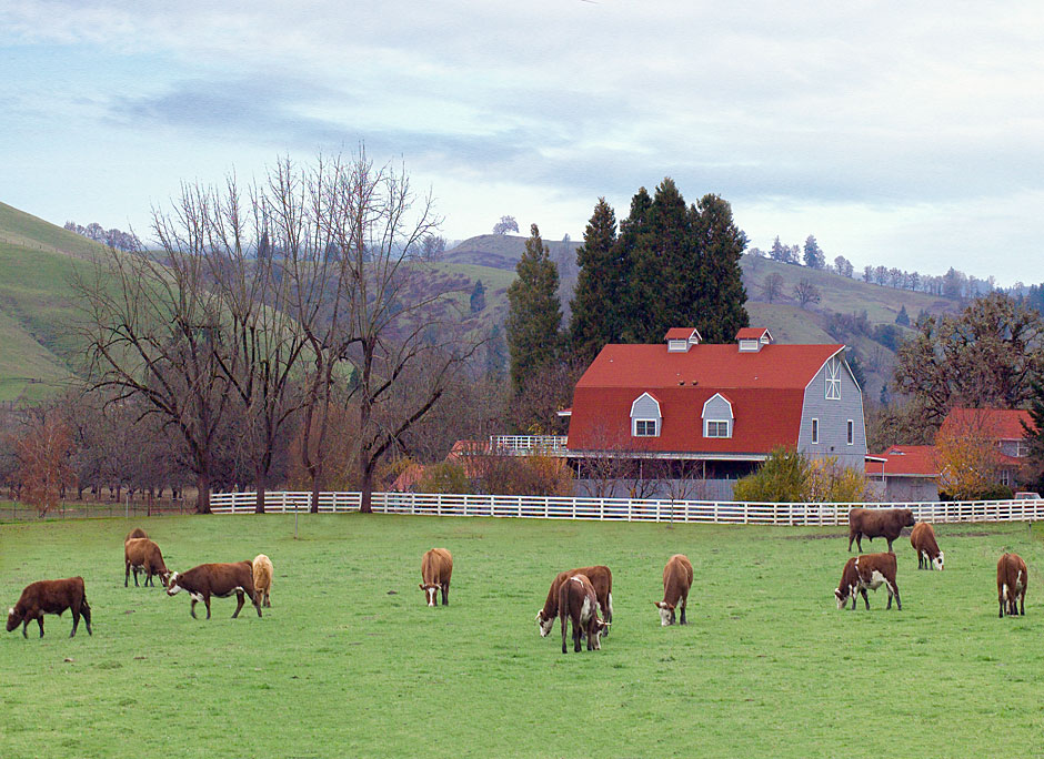 Buy this Red barn and cattle at Glide Oregon picture