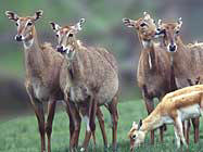 Winston Wildlife Safari-Nilgai-South African Antelope