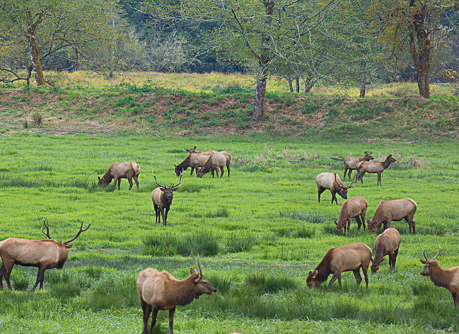 Buy this Umpqua Valley Roosevelt Elk near Reedsport picture