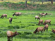 Umpqua Valley Roosevelt Elk near Reedsport