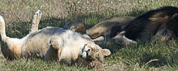 Winston Wildlife Safari lions