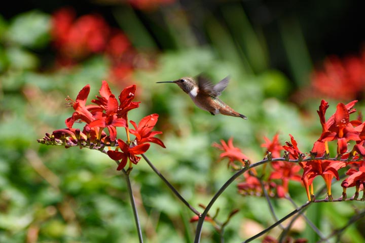 Hummingbird flying in the crocosmia flower blossoms
