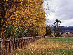 Windbreak Poplar trees, fall color, autumn leaves, old fence