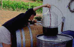 Autumn Wind winery, woman oak kegs, Oregon Vineyard