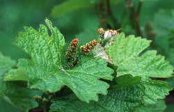 grape leaf macro; baby grape