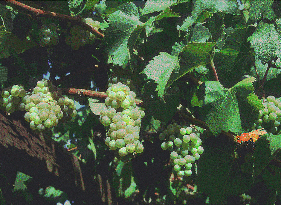 Buy this grape leaf with a bee picture