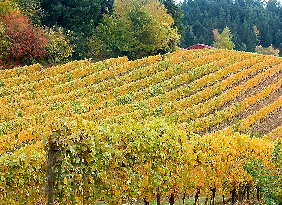 Buy this Computer Effect - Chehalem Vineyards in fall picture