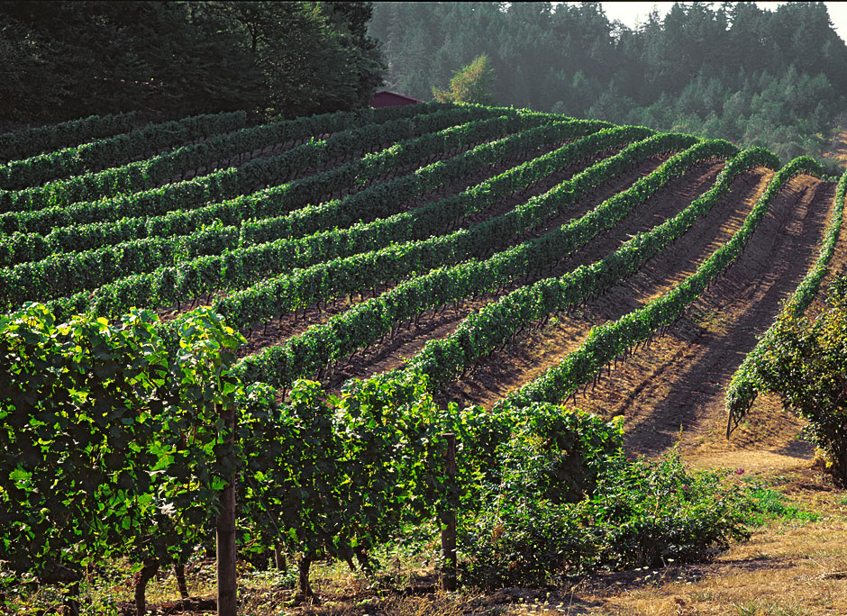 Buy this Chehalem Vineyards in summer - Newberg Oregon picture