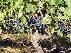 Biodynamic (organic) Pinot Noir Grapes from Cooper Mountain Vineyards