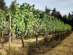 Pinot Noir Grape field- Cooper Mountain Vineyards in Beaverton, Oregon
