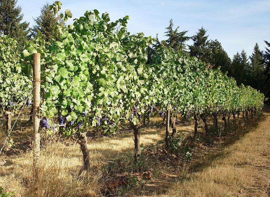 Buy this Pinot Noir Grape field Cooper Mountain Vineyards Beaverton, Oregon picture