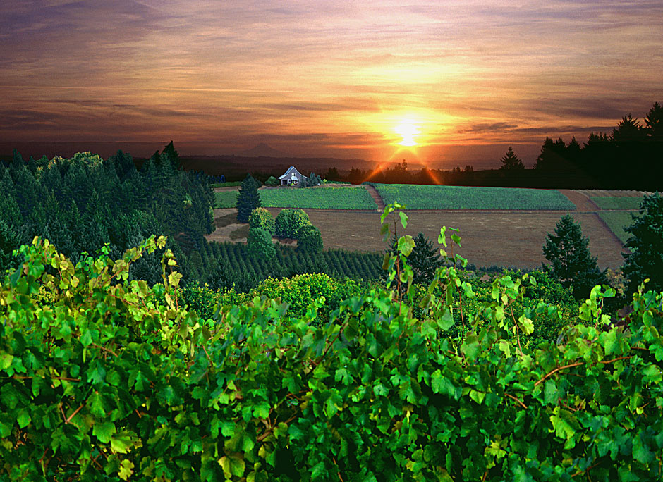 Buy this Sunrise on an Oregon vineyard picture
