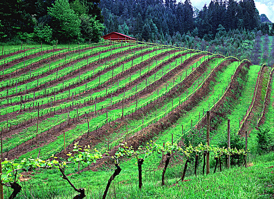 Buy this Chehalem Vineyards - Newberg Oregon rolling hills of grape plants in spring picture