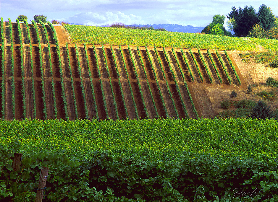 Buy this grape plants on dramatic hillside slopes picture