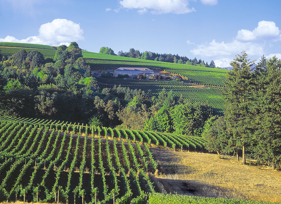 Buy this Sokol Blosser Vineyards in Dayton Oregon picture