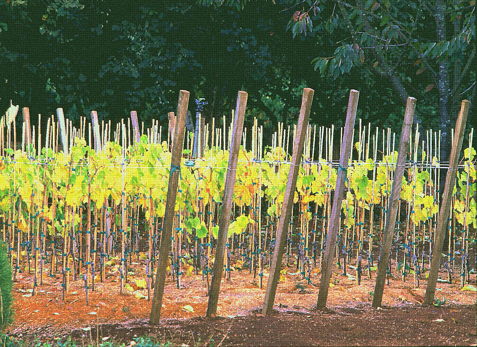 Buy this young grape plants on stakes picture