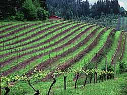 Chehalem Vineyards - Newberg Oregon rolling hills of grape plants in spring
