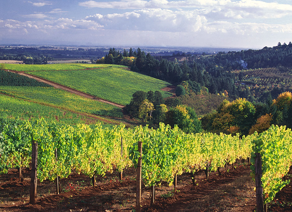 Buy this Willamette Valley Vineyard pictures - Dundee, Oregon picture
