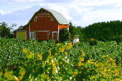 Red Barn Willamette Valley Vineyard picture