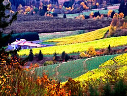 pointilism scenic painting of Oregon Vineyard in fall color