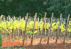 Young grape plants on stakes