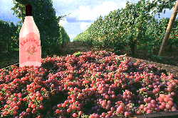 Computer Graphic -3D bottle in tote red vineyard grapes