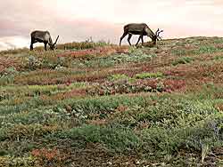 Caribou in Denali National Park; Both sexes have antlers