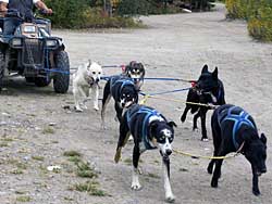 Dogsleds must practice during summer to head to Nome in Winter