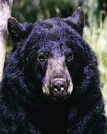 Black Bears are trumped by Grizzly bear but still look ominous