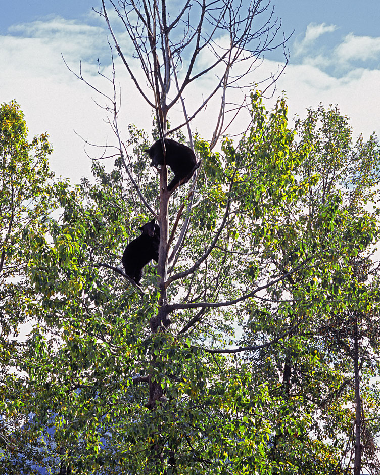 Buy this Bears have climbed tree for daily play picture