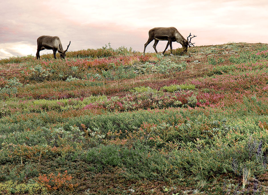 Buy this Caribou in Denali National Park; Both sexes have antlers picture