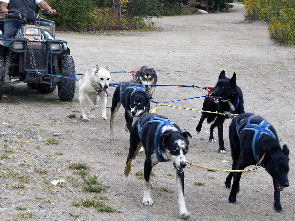 Buy this Dogsleds must practice during summer to head to Nome in Winter picture
