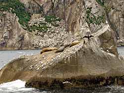 Sealions and Cormorants living in Kenai Fjords National Park