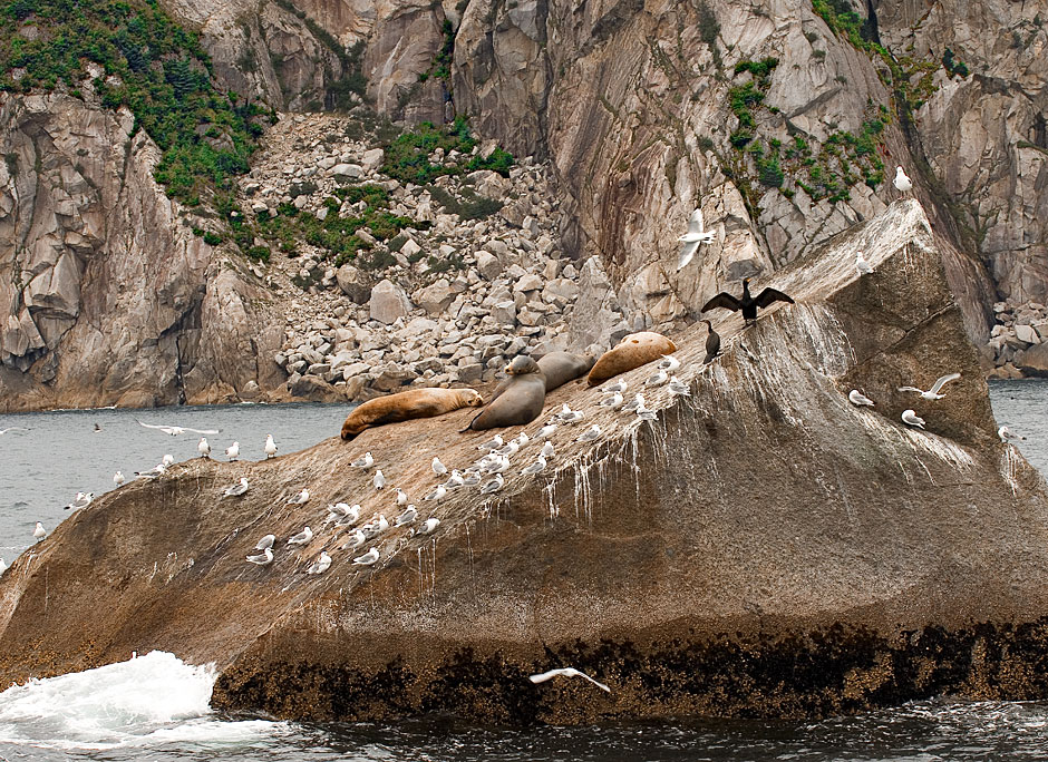 Buy this Sealions and Cormorants living in Kenai Fjords National Park picture
