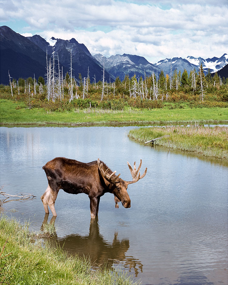 Buy this Abundant Moose enjoying Chugach Mt scenery picture