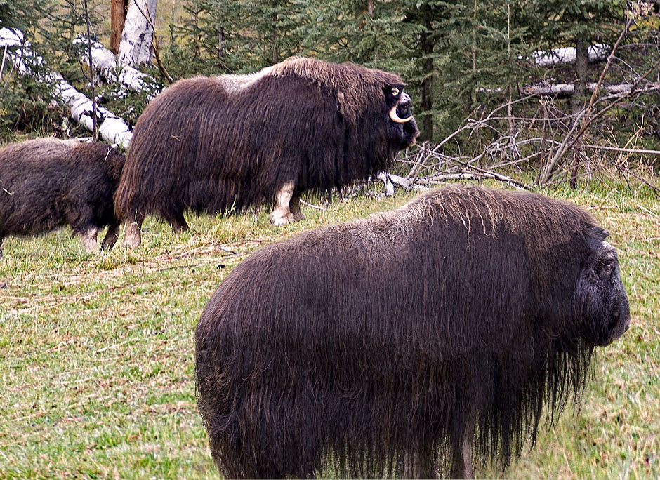 Buy this Musk Ox creates 500 pounds of Quivet yarn per year - softest yarn in world picture