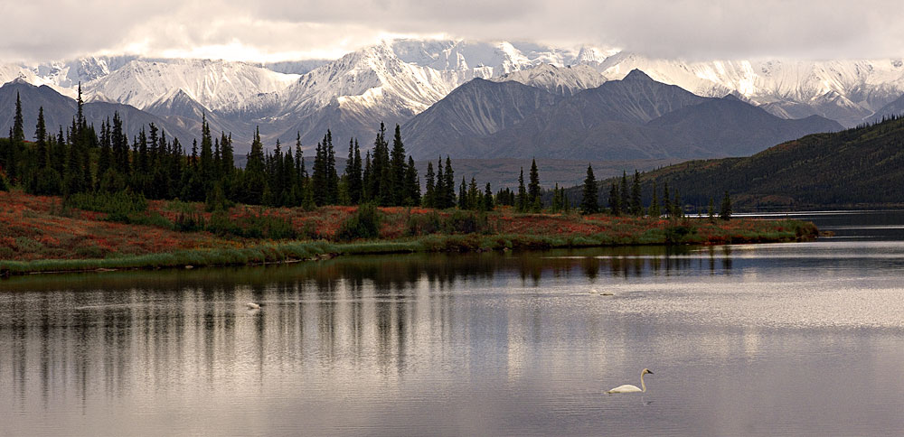 Buy this Wonder Lake in Denali National Park; Tundra foreground; Alaska Range picture